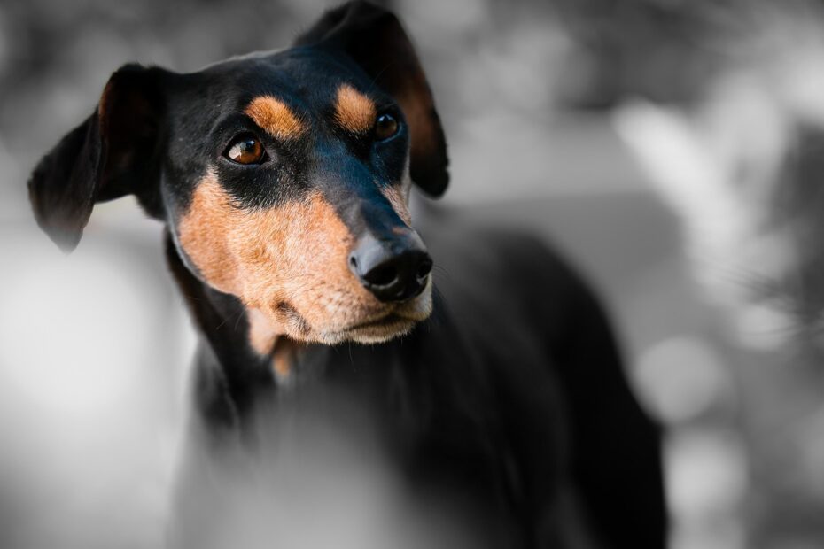 dog, pinscher, portrait, dog breed, nature, dog portrait, pet, animal, animal world, dog head, animal portrait, close up, snout
