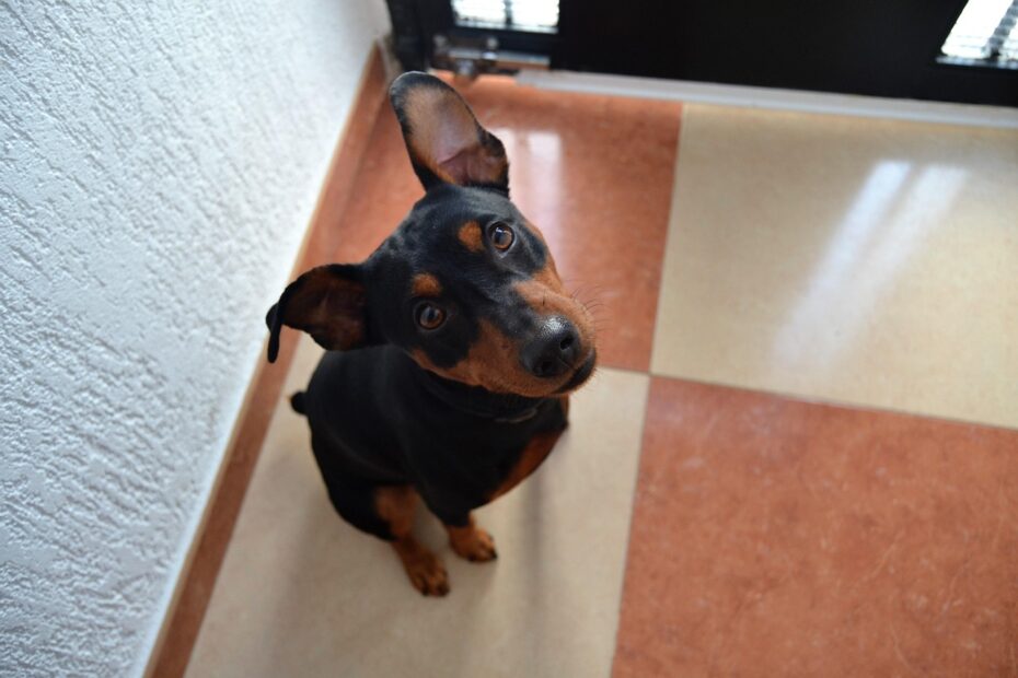 pinscher german, animal, dog, pet, small dogs