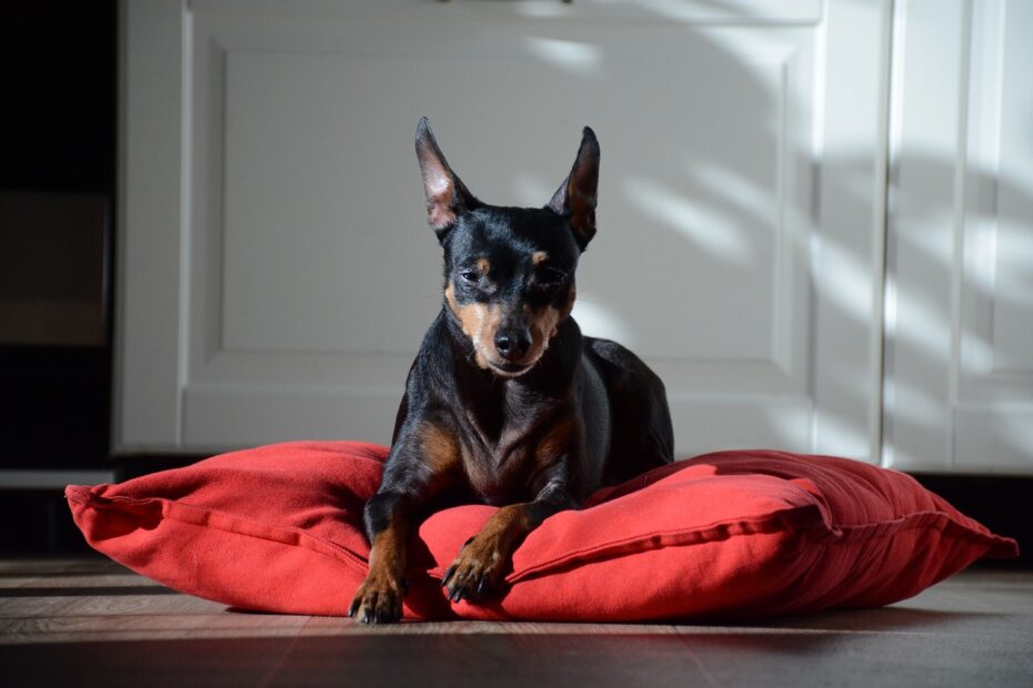 dog, red, miniature pinscher, animal, cute, black, nature, fur, pet, eyes, portrait, head